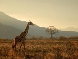 beautiful wild giraffe on safari