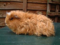 goodly Guinea Pig