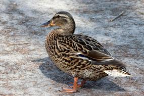 goodly Duck Mallard Plumage