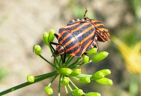 goodly Bugs Stripes Insect