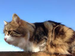 perfect Cat Tabby White