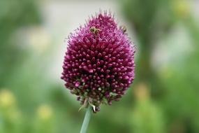 Iran Lauch Plant in Garden