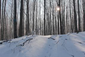 Winter Forest Tree