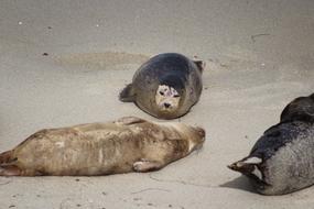 goodly Seals on Beach