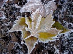 frozen leaves on the ground