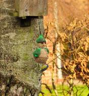 Tit on feeder in Garden