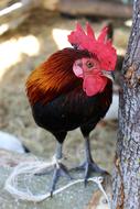 Chicken Hen Bird on farm
