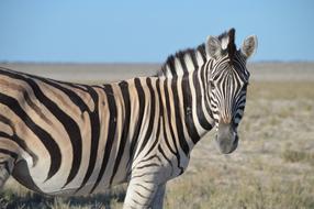 perfect Zebra Head Striped Black