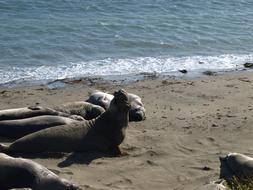 harbor seals by the sea