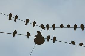 fabulous Pigeons Dirt