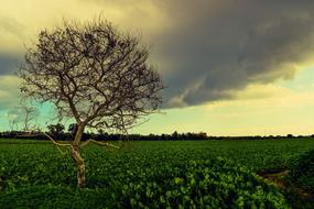 Tree Meadow Landscape