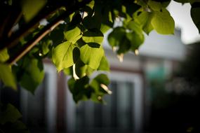green leaves on a tree in the village