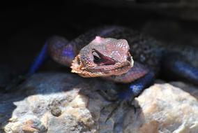 Gecko Lizard Salamander