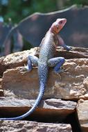 Gecko Lizard Salamander