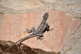 wild black lizard on a rock