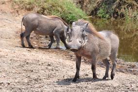 Pumba Warthog