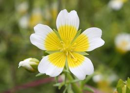 Limnanthes Douglasii Douglas'