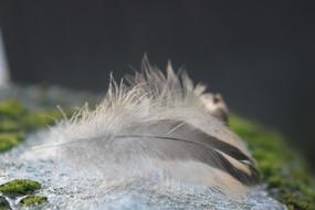 Plumule Feathers Feather