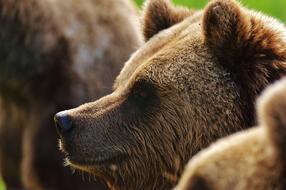 Wild furry bear in the zoo