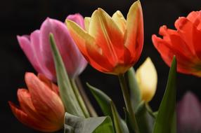 Tulip Flower Colorful