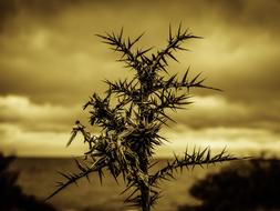 Thorns Sharp Pain