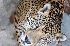 Jaguar Panthera Onca