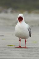 goodly Seagull Bird Mouth