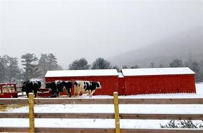 Cows Snow