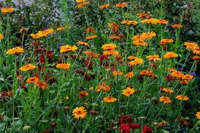 wild Flower Meadow Plants