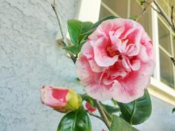 Carnations Pink Ornamental
