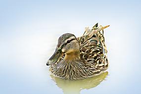 Duck on water, Digital Graphics