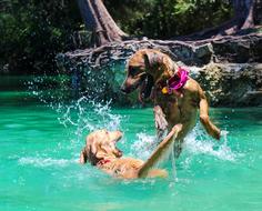 Dog Swimming Lake