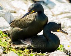 fabulous Seabird