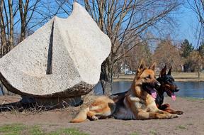 German Shepherd and Doberman breed Dogs