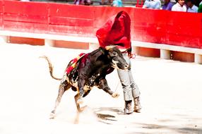 Bolsin Bullfight On arena
