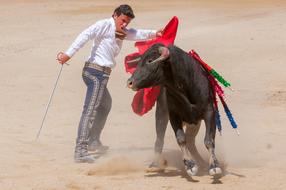 Bolsin Bullfight Bull