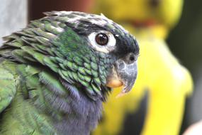 head of colorful Parrot close up