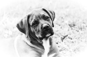 monochrome portrait of a big dog