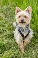 impressively beautiful Yorkshire Terrier Small