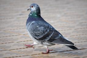 Pigeon Animal
