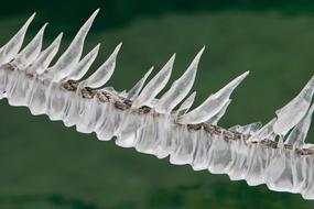 Closeup picture of Icicle Pointed