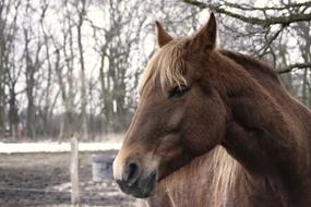 goodly Horse Brown Winter