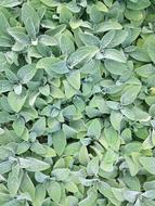 green leaves of plants in the garden