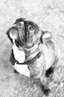 goodly Bulldog black and white photo