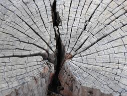 Tree Rings Wood