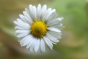 Daisy Blossom Bloom