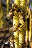 bees on catkins