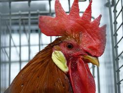 red cock in a cage close up