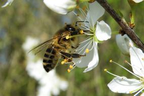 Blossom Insect Bee