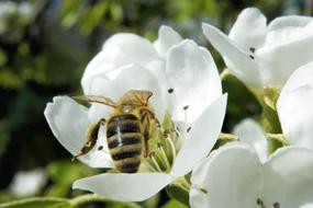 Blossom Insect Bee